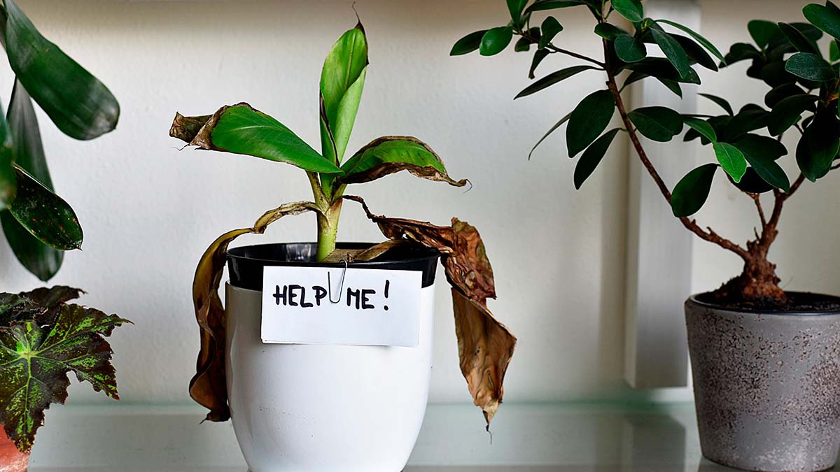 Remedios caseros para plantas